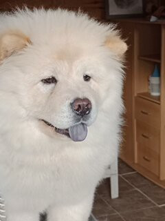 YI JIAN ZHONGQING H- VILYA A LA CREME H- VILYA A LA CREME