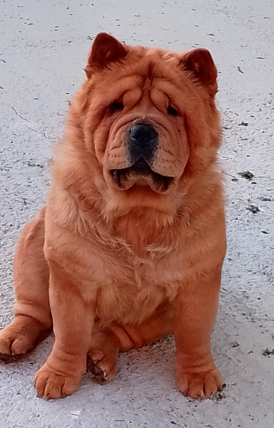 J'uma YI JIAN ZHONGQING