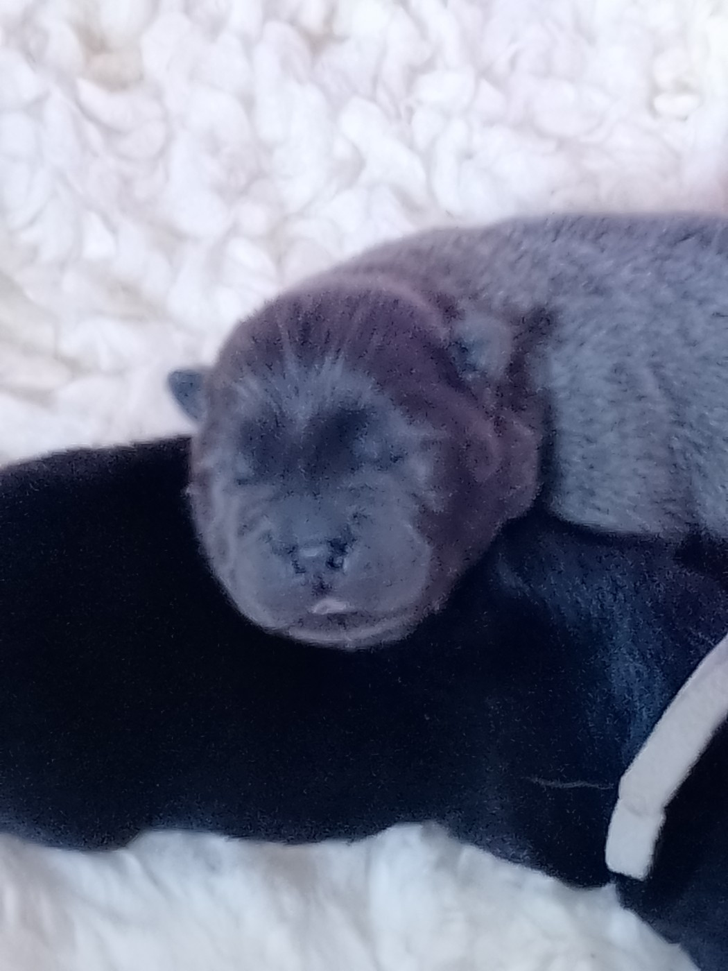 Du Village Des Choo - Chiots disponibles - Chow Chow