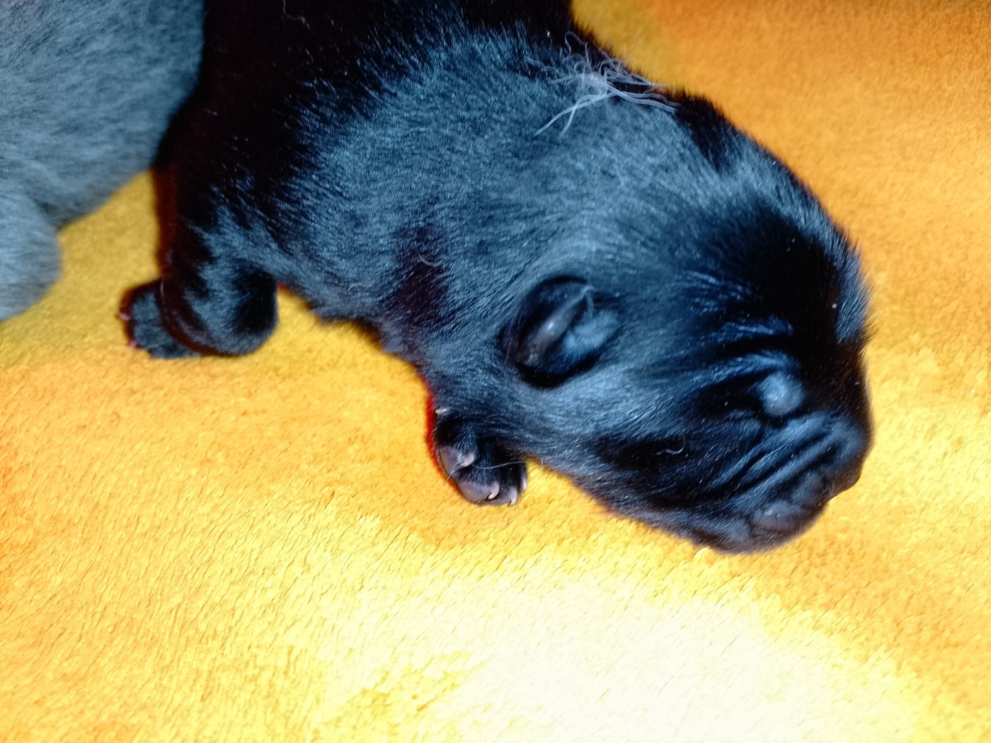 Du Village Des Choo - Chiots disponibles - Chow Chow