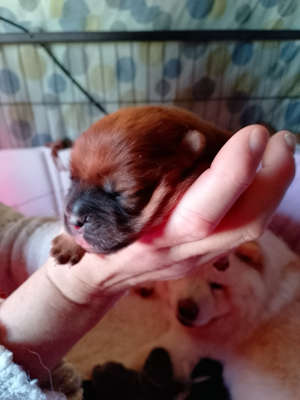 Du Village Des Choo - Chiots disponibles - Chow Chow