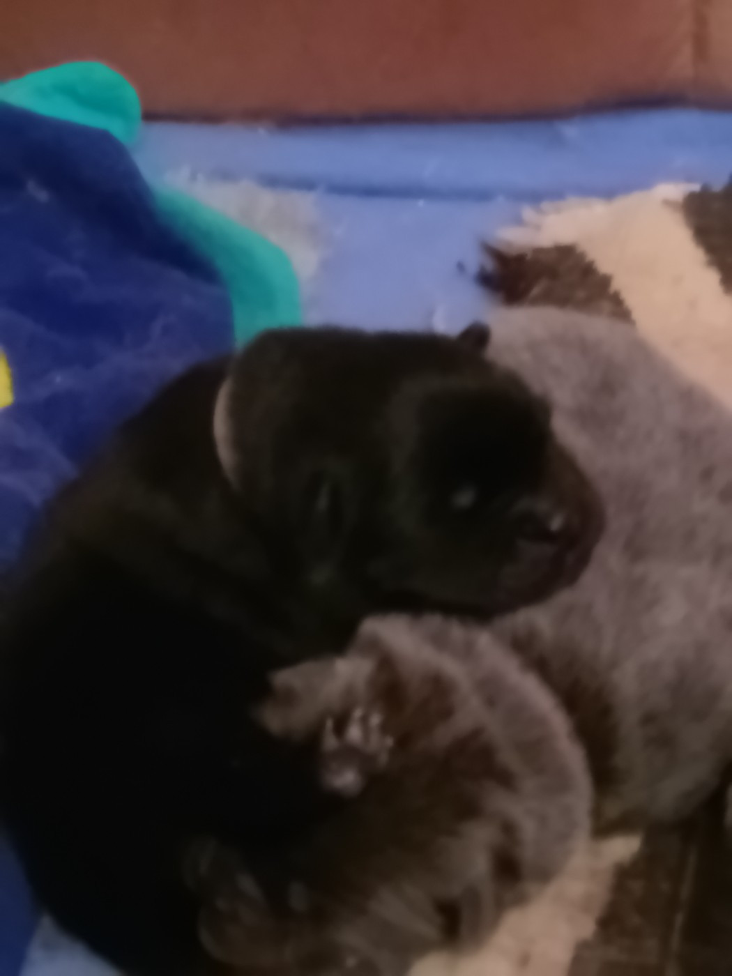 Du Village Des Choo - Chiots disponibles - Chow Chow