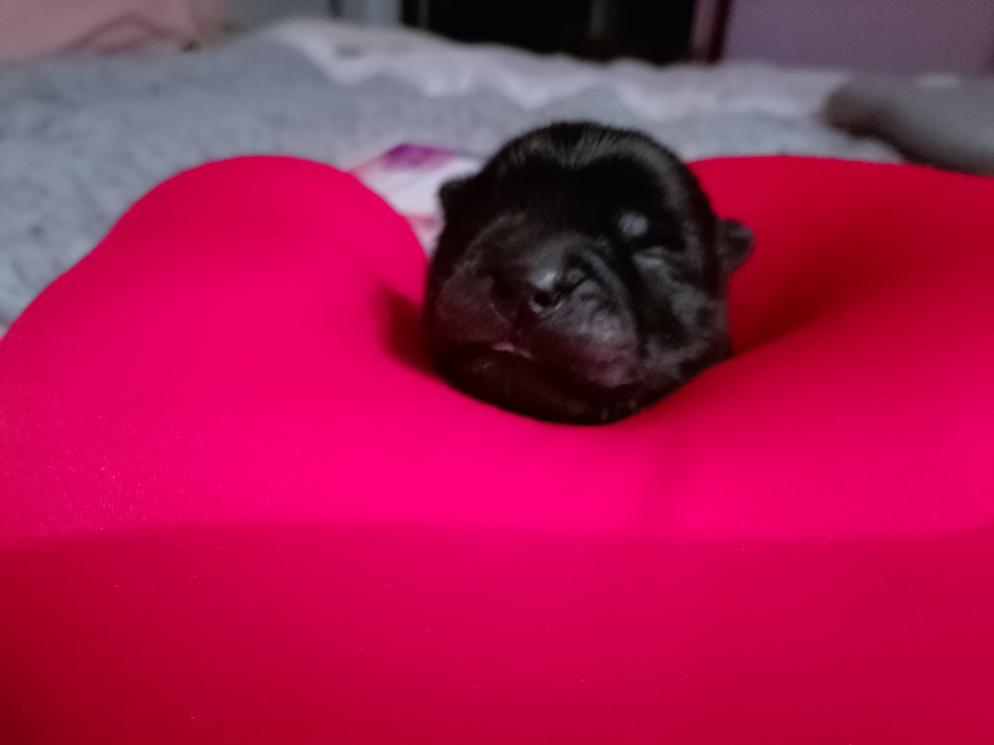 Du Village Des Choo - Chiots disponibles - Chow Chow