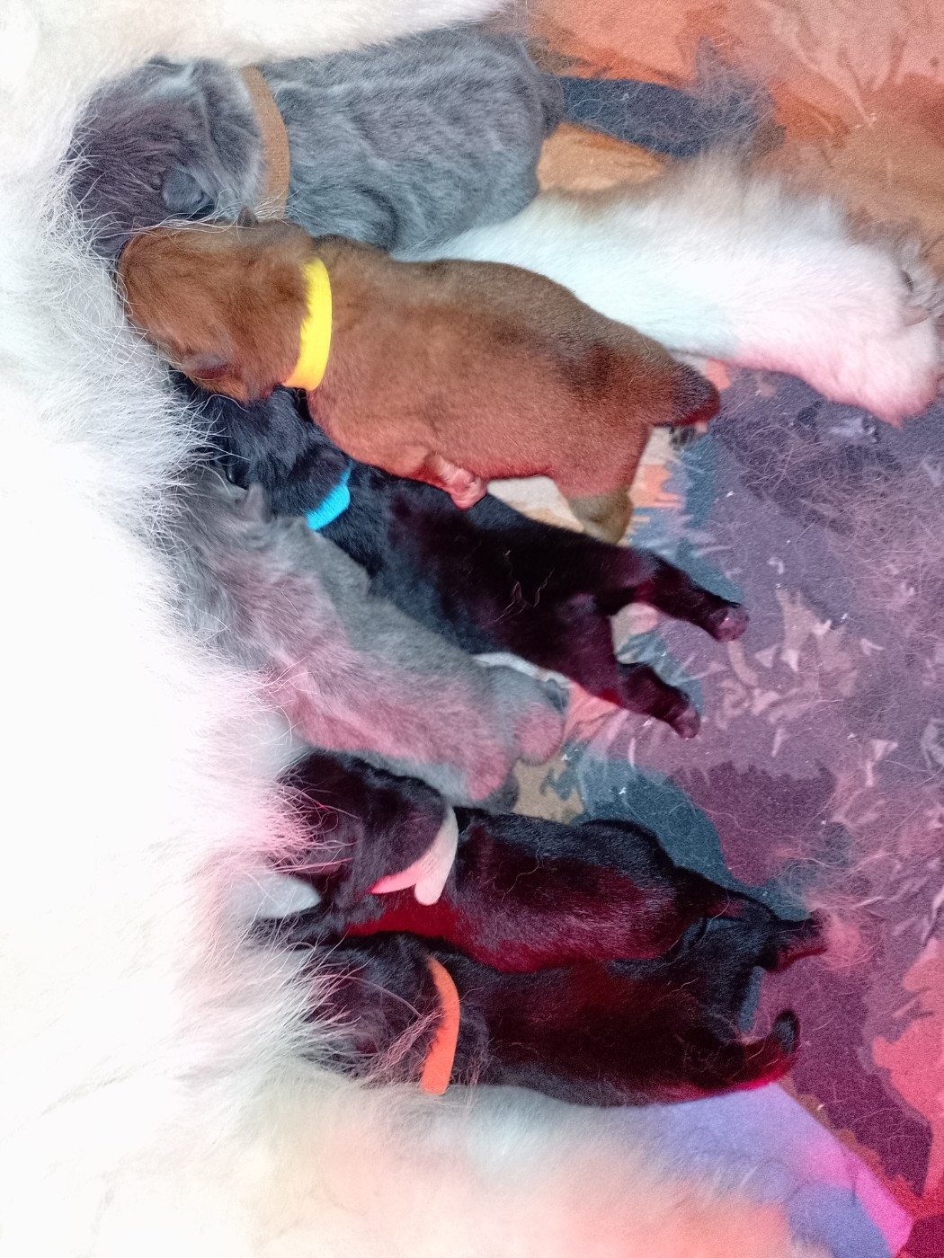 Chiot Chow Chow Du Village Des Choo