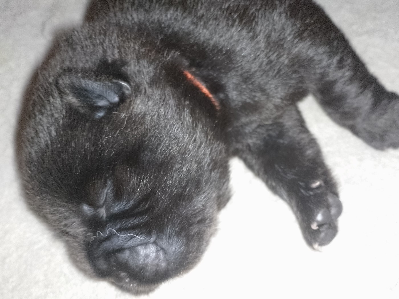 Du Village Des Choo - Chiots disponibles - Chow Chow