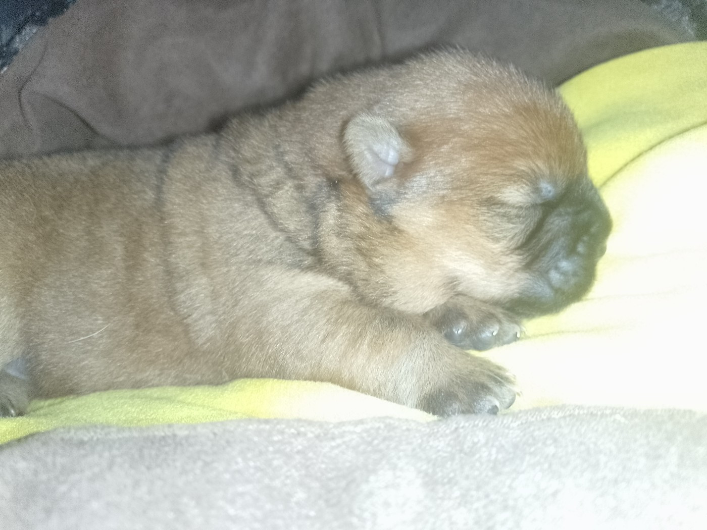Du Village Des Choo - Chiots disponibles - Chow Chow