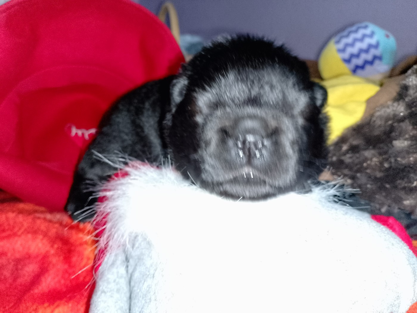 Du Village Des Choo - Chiots disponibles - Chow Chow